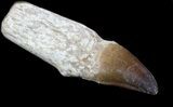 Rooted Mosasaur (Prognathodon) Tooth - Beastly #55819-1